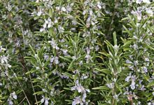 Rosemary bush