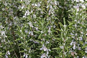 Rosemary bush