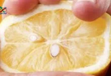 بذور الليمون طازجة بعد استخراجها مباشرة من ثمرة الليمون