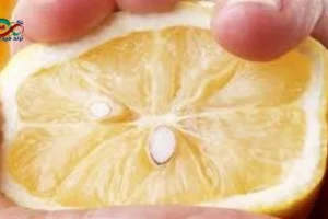 بذور الليمون طازجة بعد استخراجها مباشرة من ثمرة الليمون