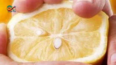 بذور الليمون طازجة بعد استخراجها مباشرة من ثمرة الليمون