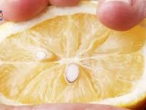 ماذا يحدث عند استخدام بذور الليمون؟ الفوائد والحقيقة العلمية الكاملة 8 بذور الليمون طازجة بعد استخراجها مباشرة من ثمرة الليمون