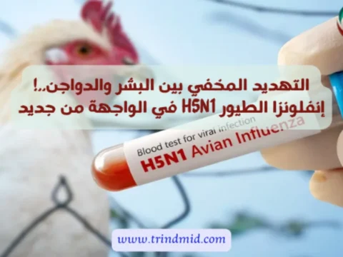 التهديد المخفي بين البشر والدواجن..! إنفلونزا الطيور H5N1 في الواجهة من جديد: هل هناك داعٍ حقيقي للقلق؟ 3 إنفلونزا الطيور H5N1