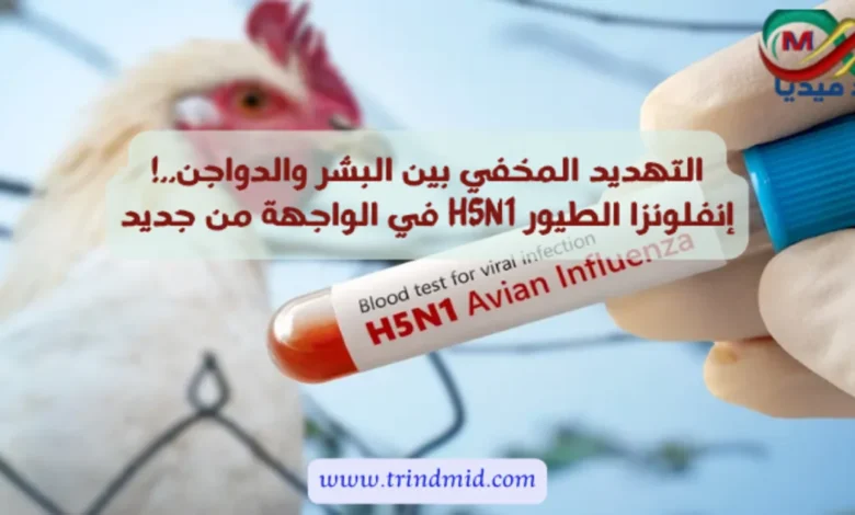 التهديد المخفي بين البشر والدواجن..! إنفلونزا الطيور H5N1 في الواجهة من جديد: هل هناك داعٍ حقيقي للقلق؟ 2 إنفلونزا الطيور H5N1