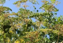 Poisonous herbs that cause kidney failure