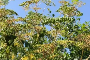 Poisonous herbs that cause kidney failure