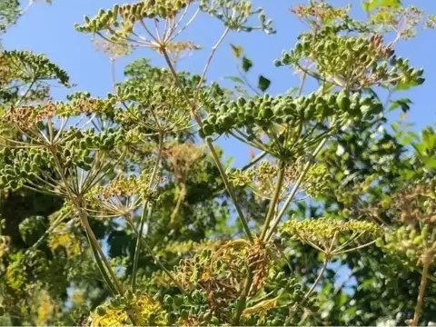Poisonous herbs that cause kidney failure
