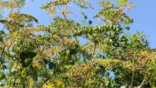 Poisonous herbs that cause kidney failure