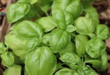 Benefits of basil