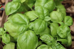 Benefits of basil