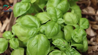 Benefits of basil