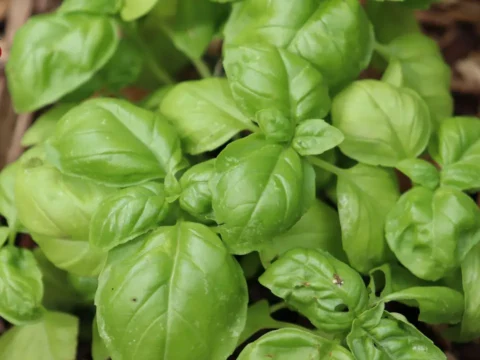 عشبة تحميك من السرطان وتدعم صحة القلب.. تعرف على الريحان وفوائده المذهلة 10 Benefits of basil
