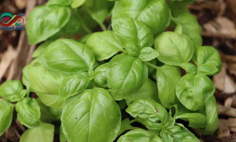 عشبة تحميك من السرطان وتدعم صحة القلب.. تعرف على الريحان وفوائده المذهلة 1 Benefits of basil
