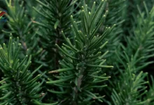 Health benefits of rosemary