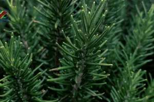 Health benefits of rosemary