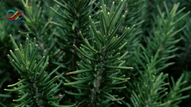 Health benefits of rosemary