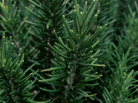 فوائد إكليل الجبل الصحية للجسم والعقل .. كنز طبيعي يغير حياتك 9 Health benefits of rosemary