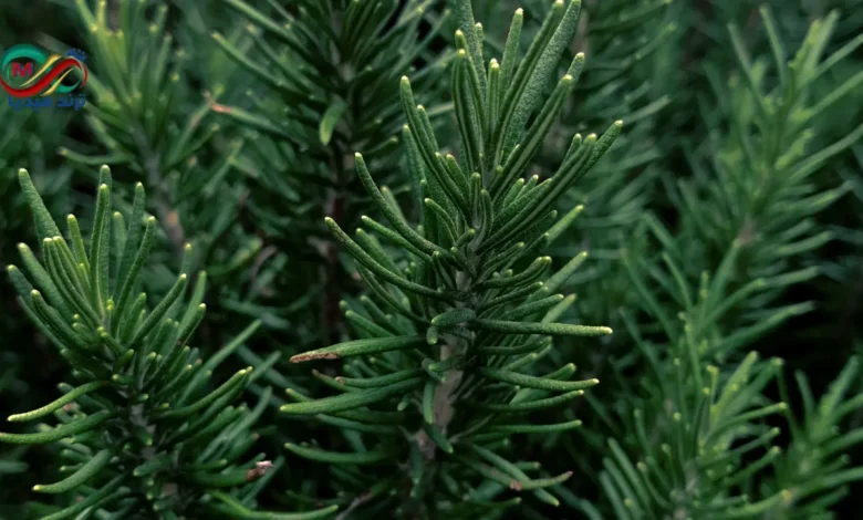 فوائد إكليل الجبل الصحية للجسم والعقل .. كنز طبيعي يغير حياتك 1 Health benefits of rosemary
