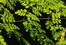 Moringa