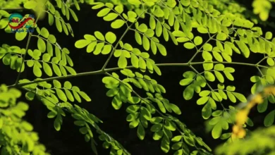 Moringa