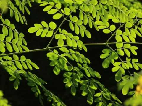 المورينجا: الدرة الخضراء التي تقوي المناعة وتُبصر العيون وتُحيي الدم 7 Moringa