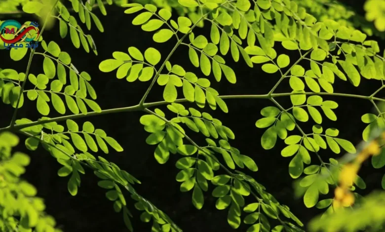 Moringa