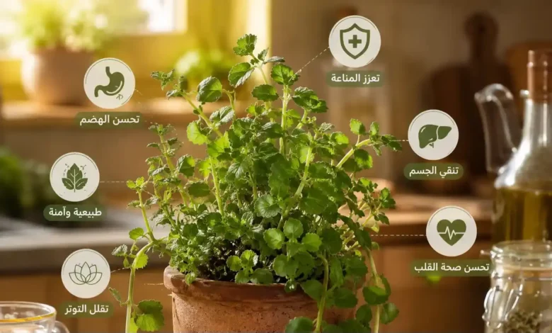 عشبة مهملة في مطبخك.. تعرف على 7 فوائد صحية مذهلة 1 6644443233
