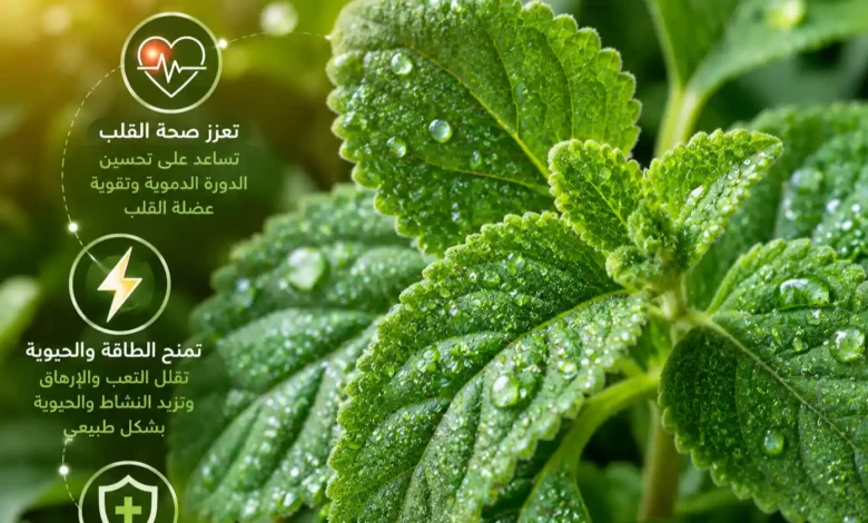 76556378 ١ 1