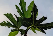 Fig Leaves 1