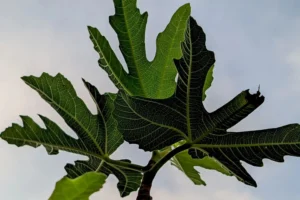 Fig Leaves 1