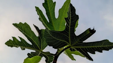 Fig Leaves 1