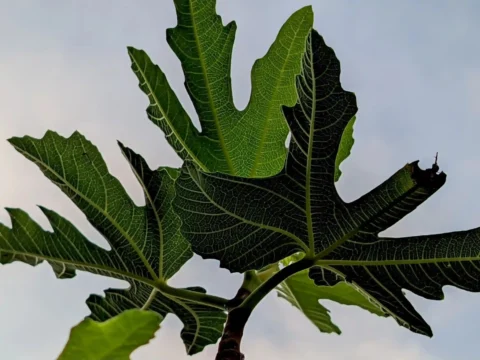 فوائد أوراق التين: 7 أسرار طبية وأضرارها 9 Fig Leaves 1