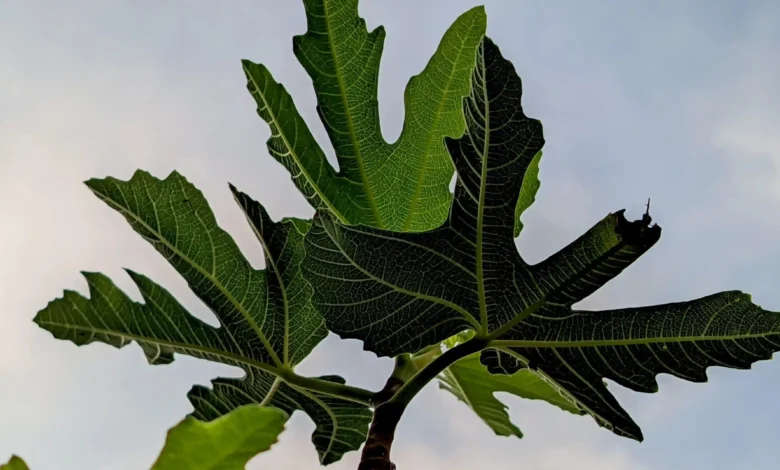 فوائد أوراق التين: 7 أسرار طبية وأضرارها 1 Fig Leaves 1