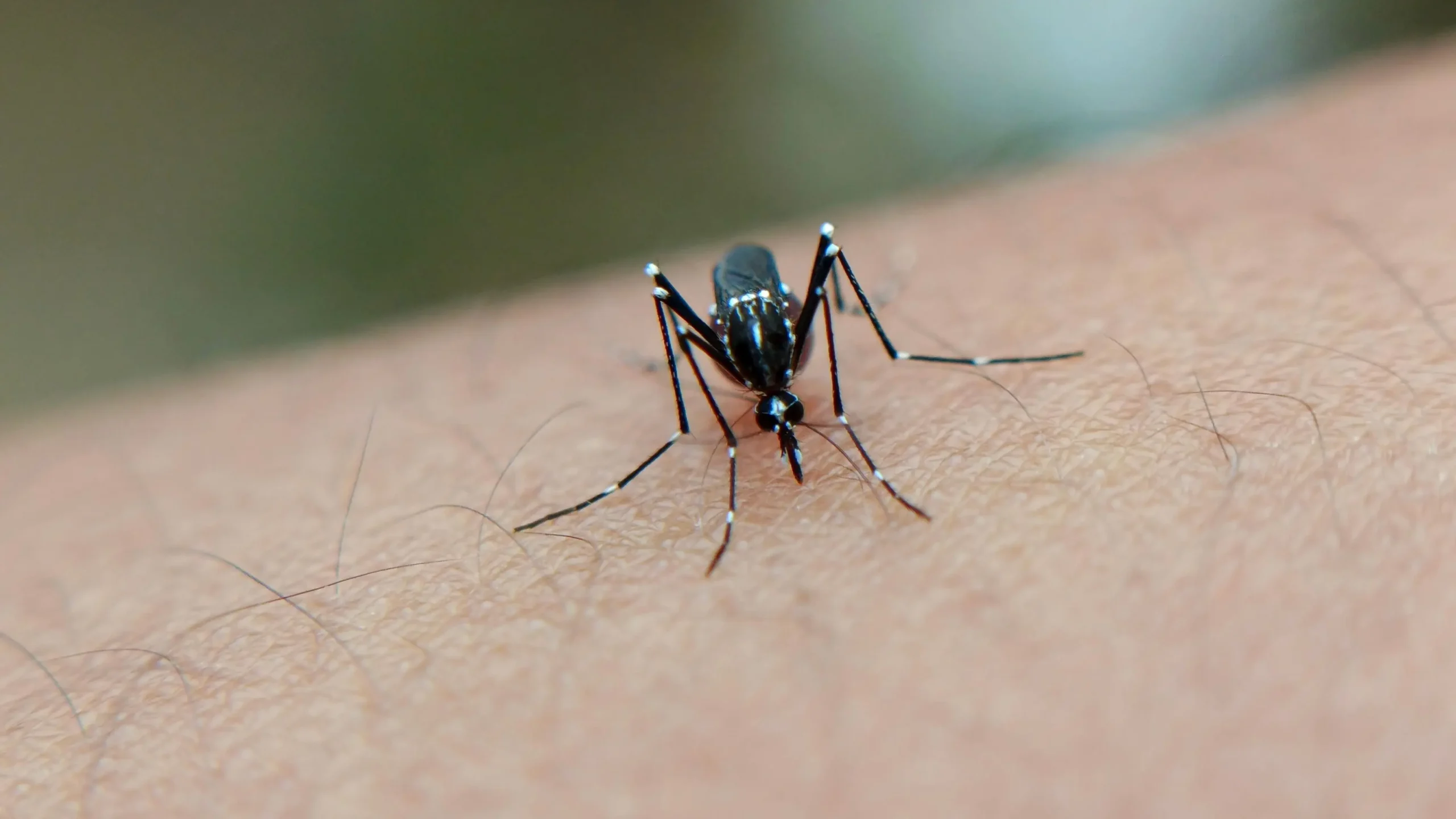 سر لدغات البعوض: 5 أسباب خفية تجعلك فريسة مفضّلة (رقم 3 صادم) 3 The mosquito. scaled