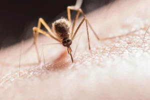 mosquito bites.