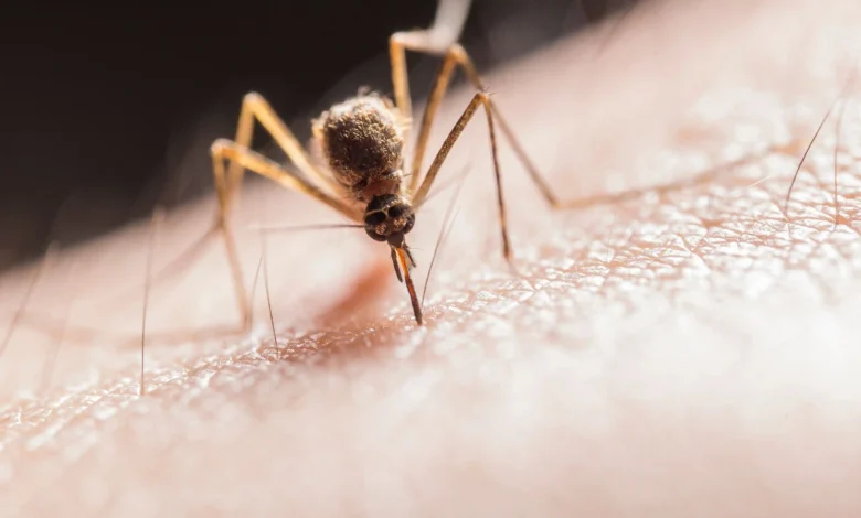 سر لدغات البعوض: 5 أسباب خفية تجعلك فريسة مفضّلة (رقم 3 صادم) 1 mosquito bites.