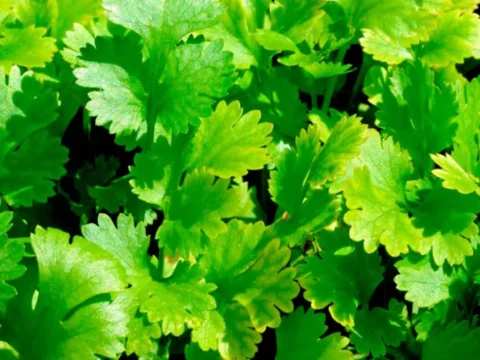 فوائد الكزبرة الخضراء: هل تساعد على خفض الضغط والكوليسترول؟ 9 فوائد الكزبرة الخضراء
