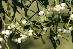 نبتة للسرطان