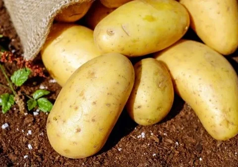 علامات البطاطس الفاسد: دليل الوقاية من المخاطر الصحية 6 علامات البطاطس الفاسد