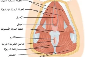 رسم توضيحي لمنطقة العجان عند المرأة