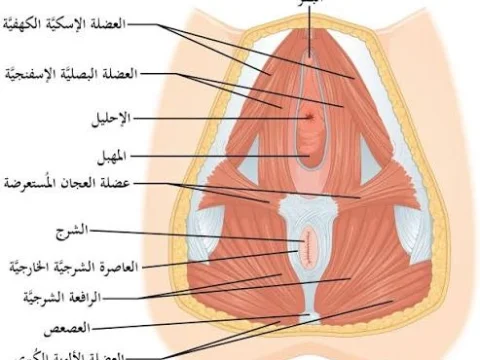 رسم توضيحي لمنطقة العجان عند المرأة