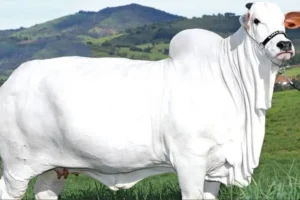 بقرة برازيلية