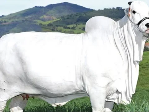 ليست خيالاً.. بقرة برازيلية تشبه الجمل تسجل الرقم القياسي كأغلى بقرة في العالم بسعر 4 ملايين دولار! 5 بقرة برازيلية