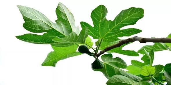 فوائد أوراق التين – 10 فائدة مذهلة وأضرار لا تعرفينها 3 Fig leaves