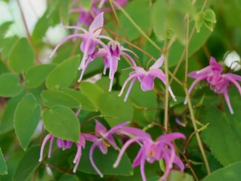 عشبة العنزة والفياجرا.. ماذا تقول الدراسات عن الإيكارين؟ 3 Goat herb.