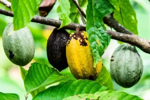 The benefits of coca fruit