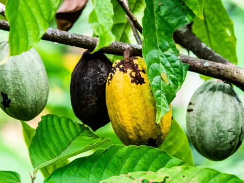 الكاكا لمرضى الكبد الدهني: هل هي فاكهة آمنة أم يجب الحذر؟ 1 The benefits of coca fruit